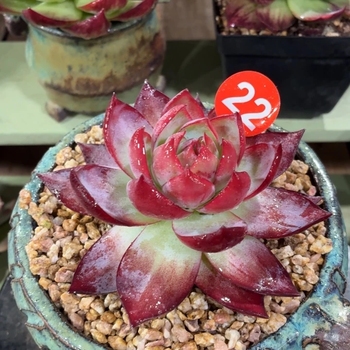 惊鸿仙子一物一拍