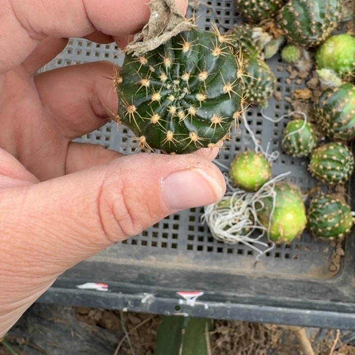 336新品丽花歪无根侧牙3公分左右，20包邮