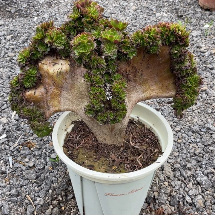法师老桩缀化铜壶