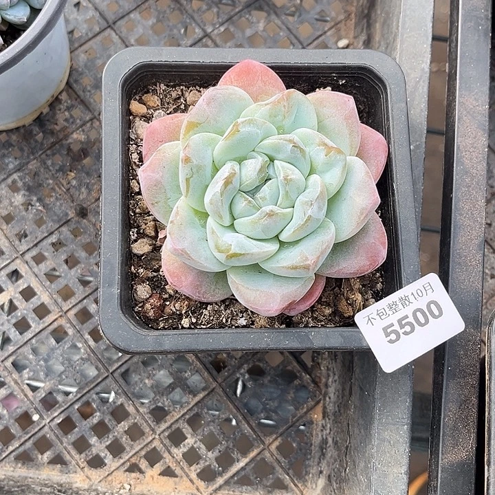 阿雅园艺。       5500