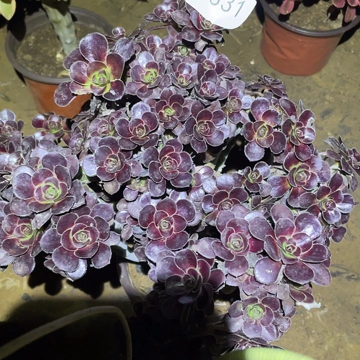 多肉植物法师331圆叶