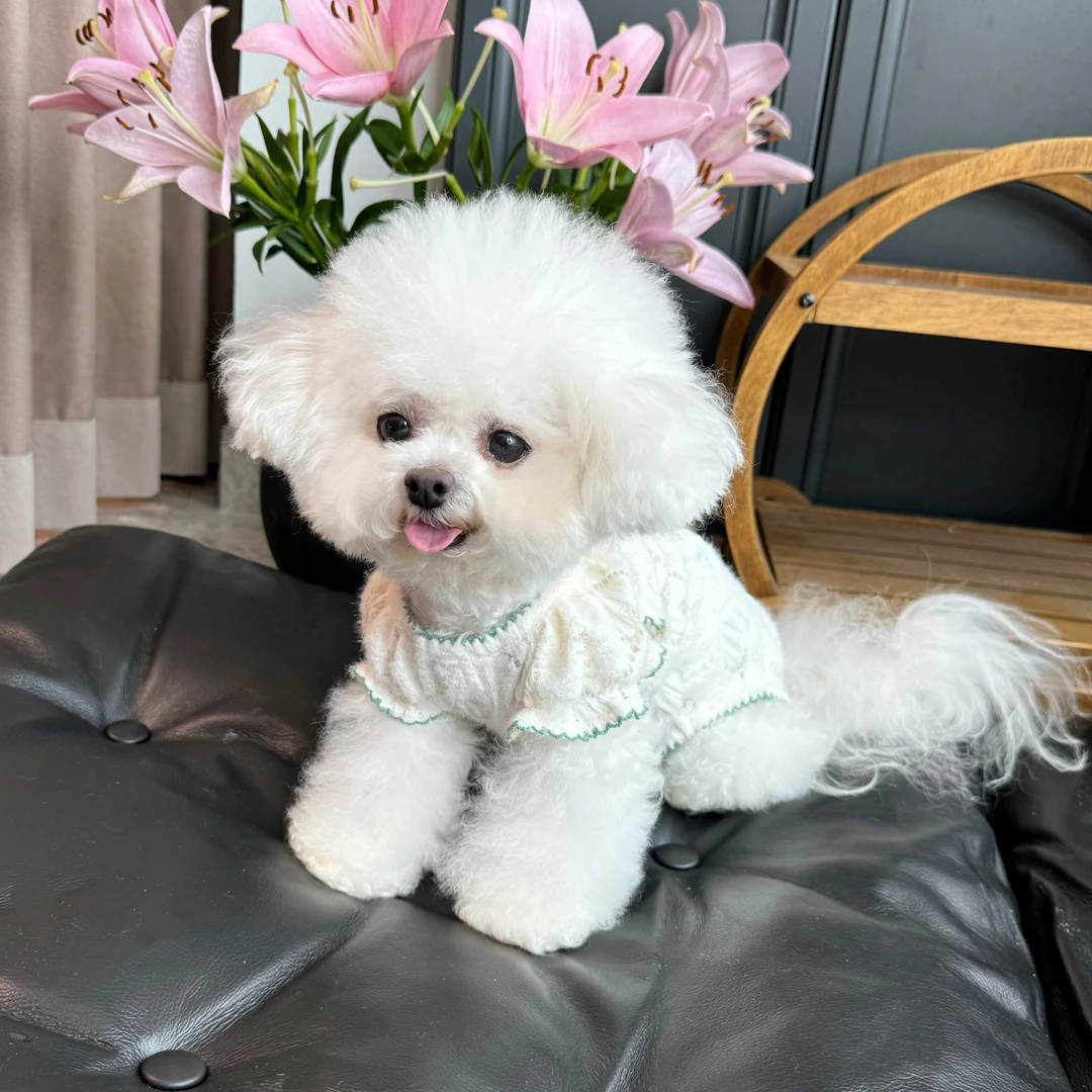 五只小白熊宠物衣服秋冬新款毛绒蕾丝包肚衣狗狗猫咪高弹力四脚裤