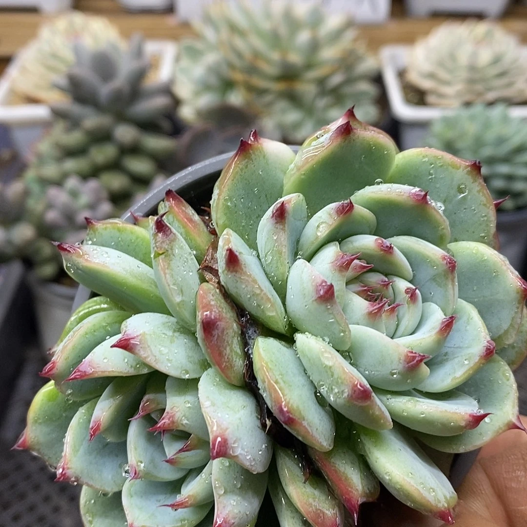 0390 福利吉娃娃带锦 不售后