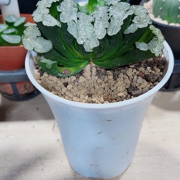 大猛犸玉扇新手好养
