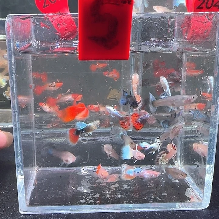 孔雀鱼5号，20条，