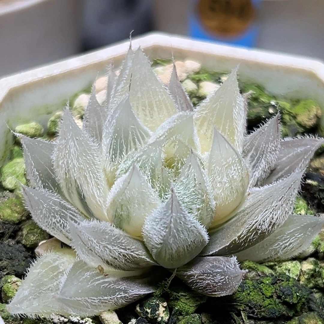 恭喜发财大吉大利908