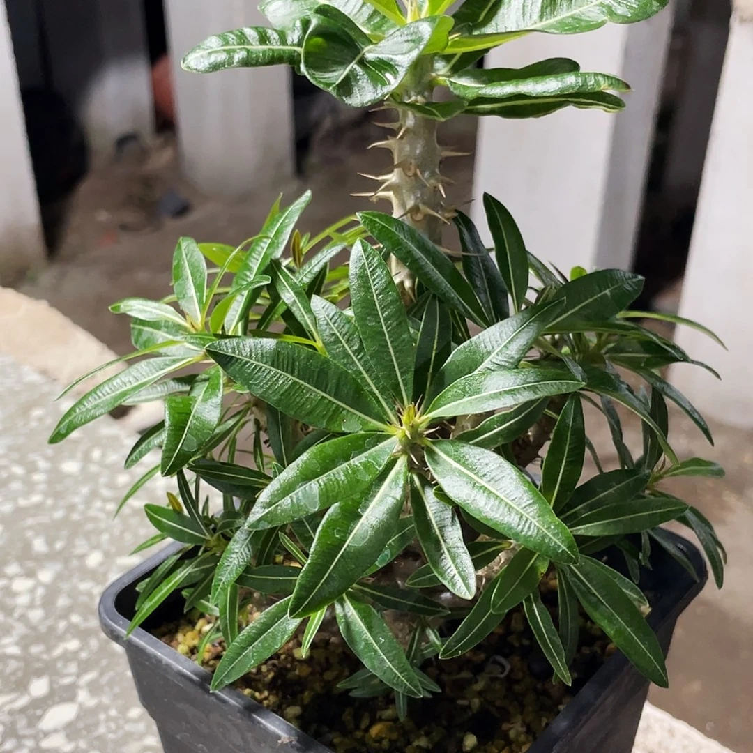 凯蒂棒槌 莲座棒槌