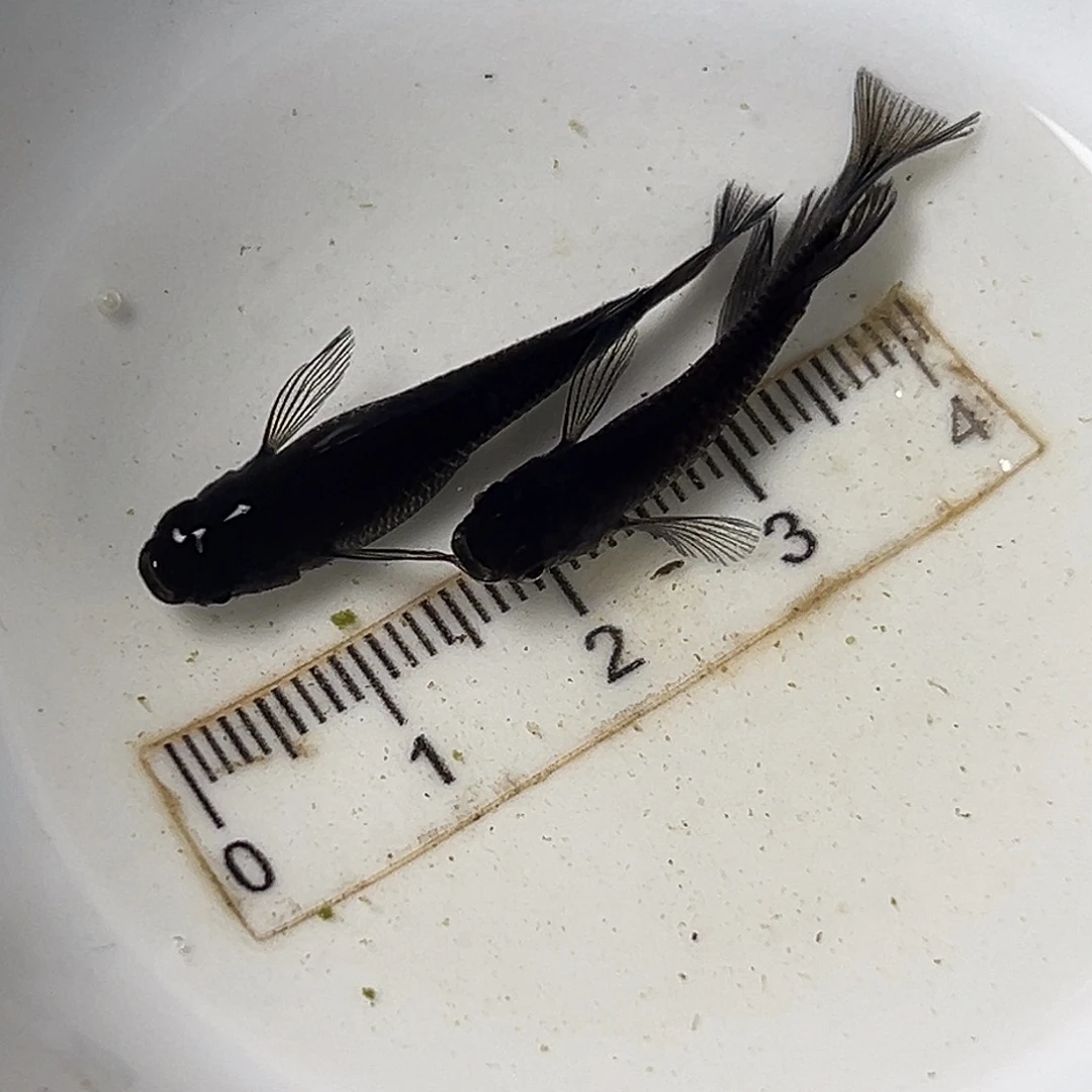 海水长鳍大蛇一组
