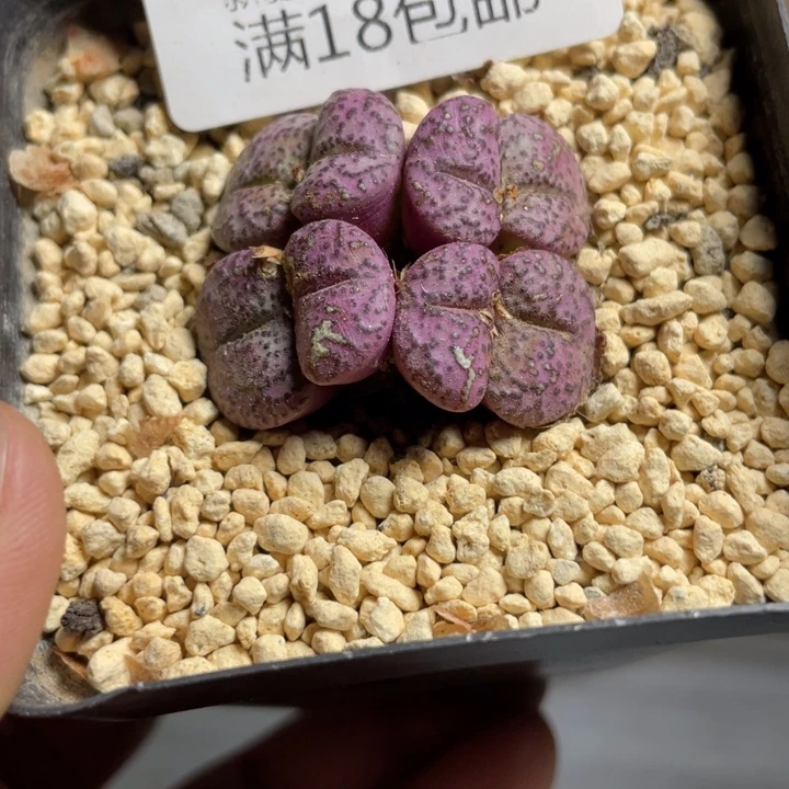 佳人园艺上福利啦安贞436