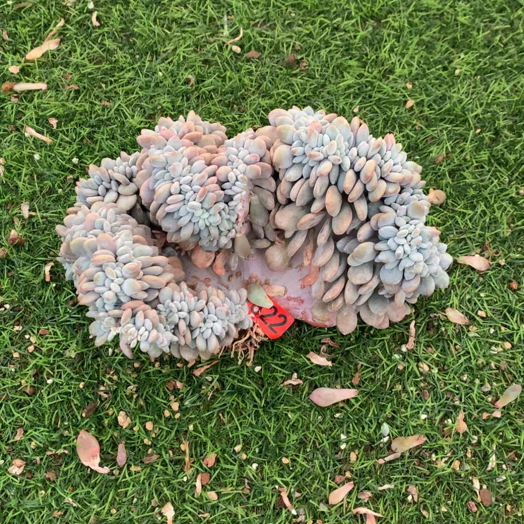 822粉兔111111111111