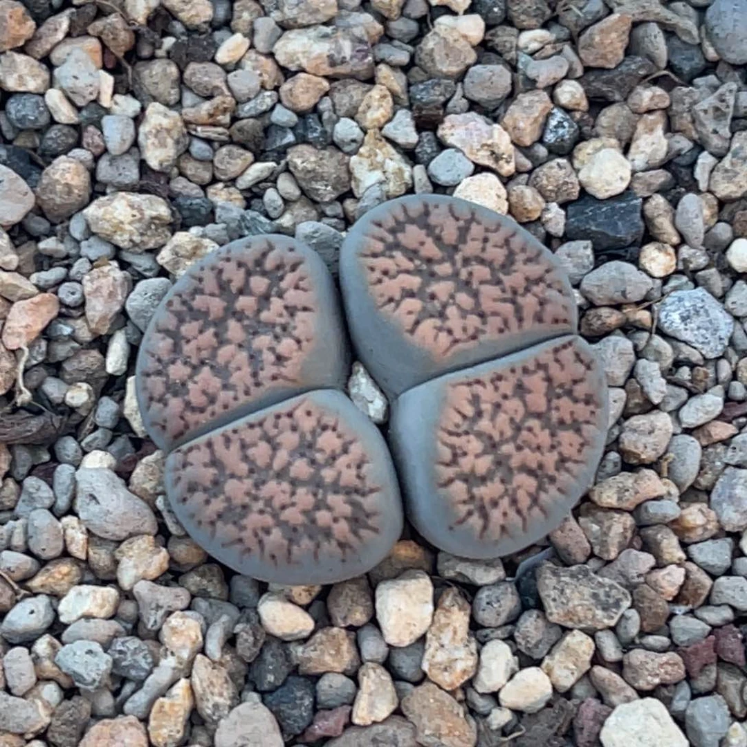 4730双头血点一颗