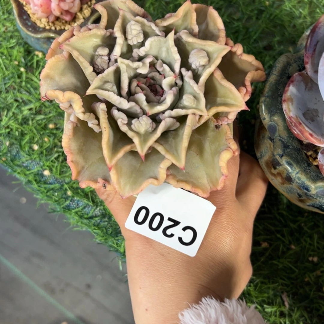 200 满38包邮一物一拍