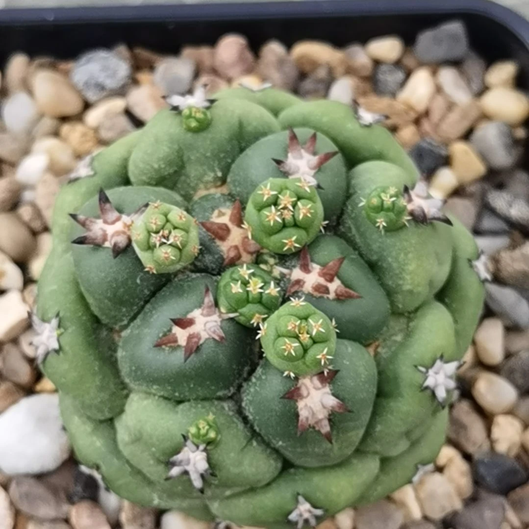 用***8实生象芽丸一物一拍