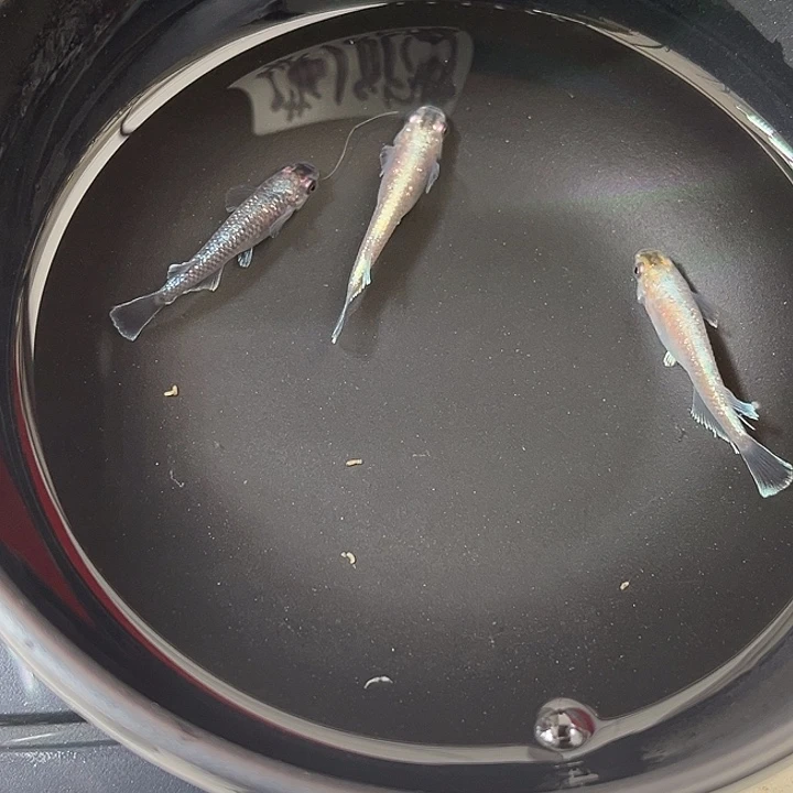 青鳉鱼老午夜裙摆3条70号