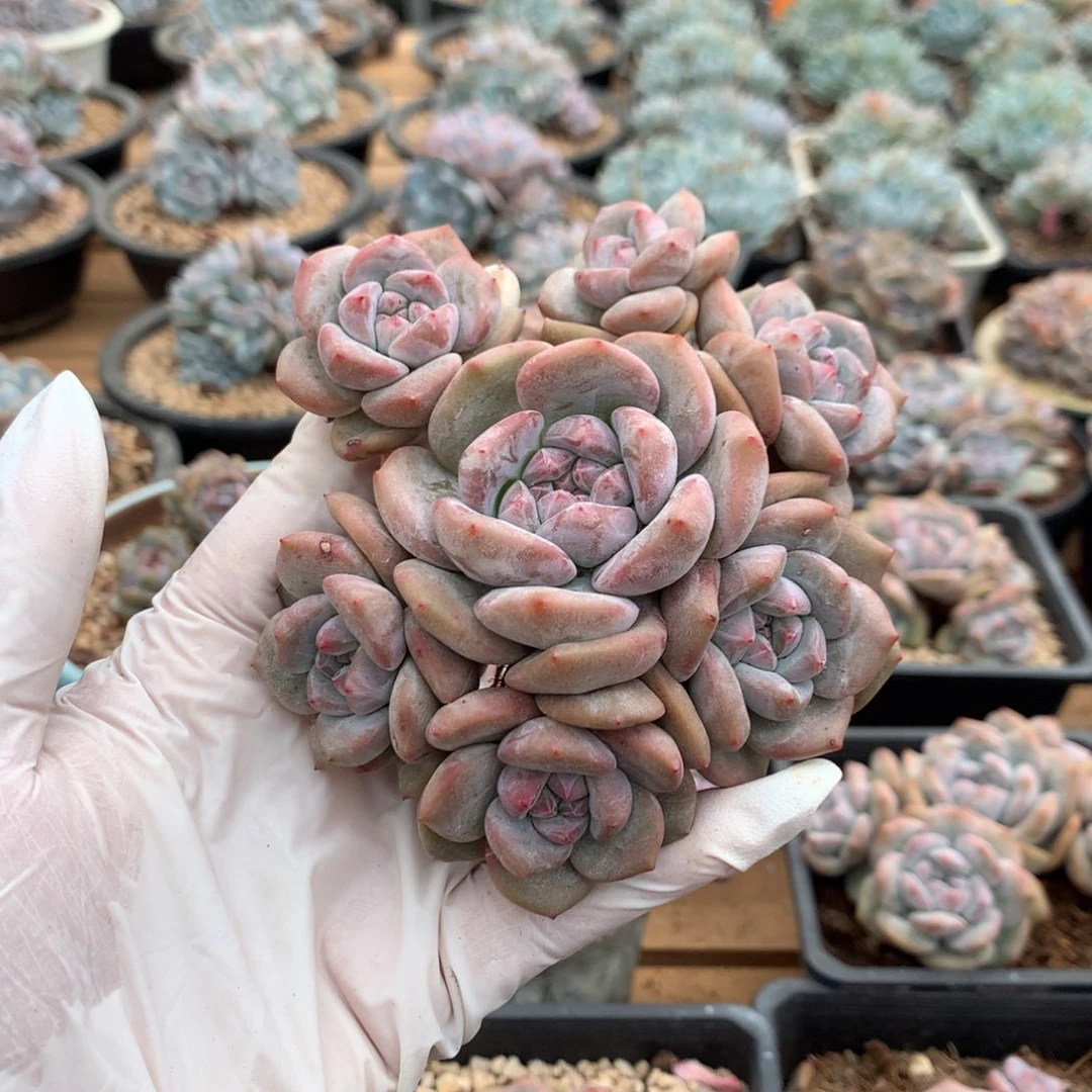 肉****哈哈哈哈哈哈哈哈