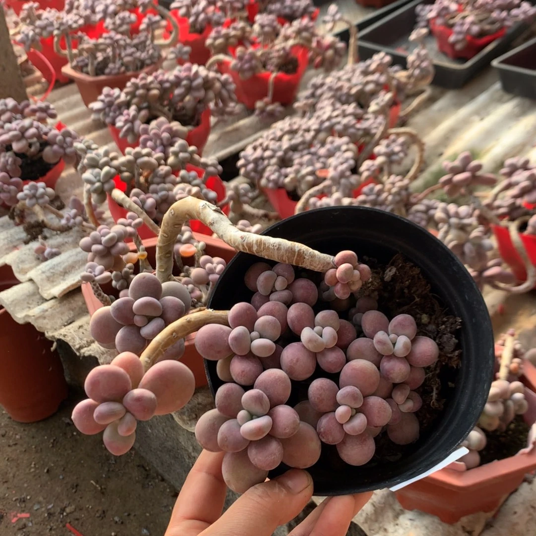 桃蛋老桩46号不带盆