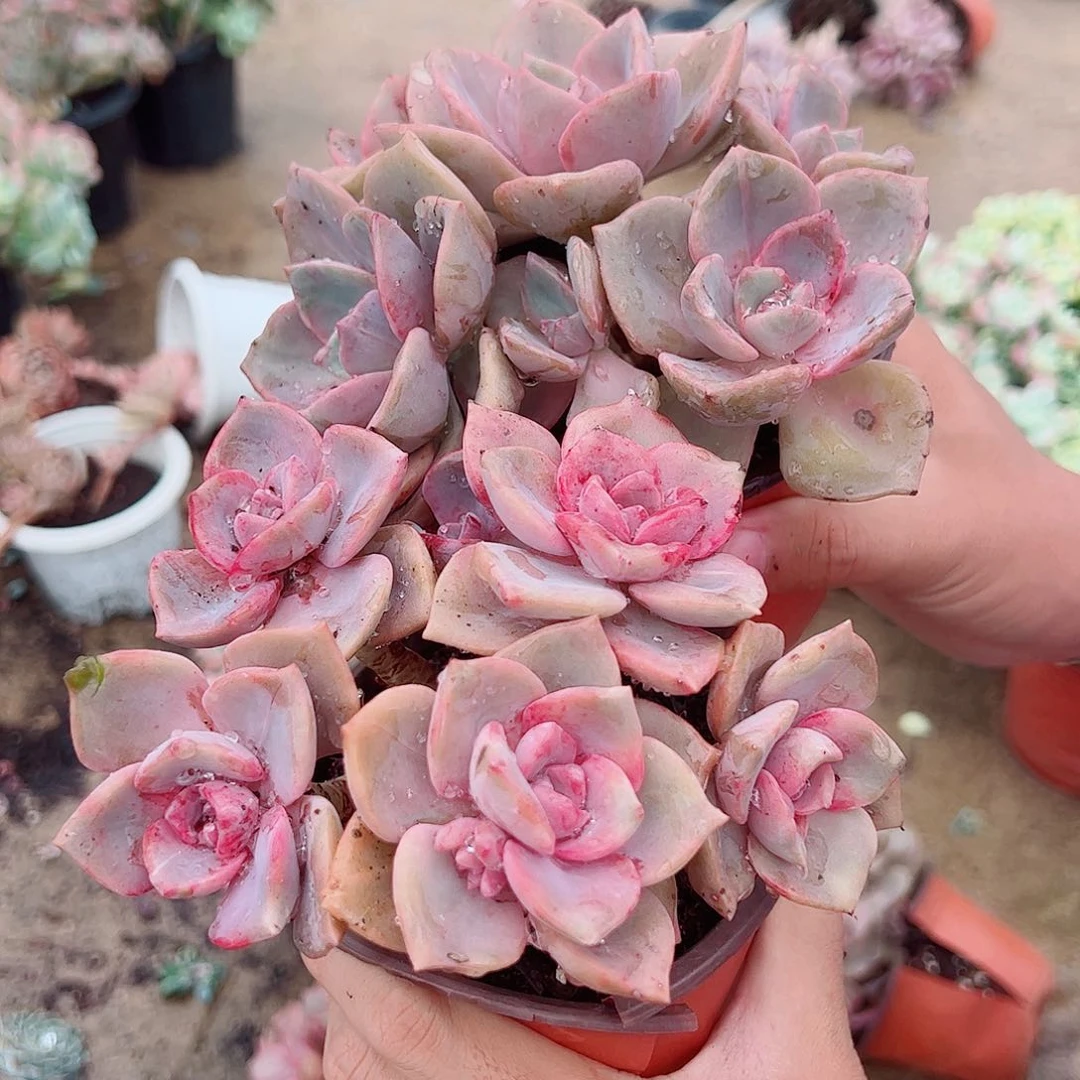 2盆彩虹糖 多肉植物