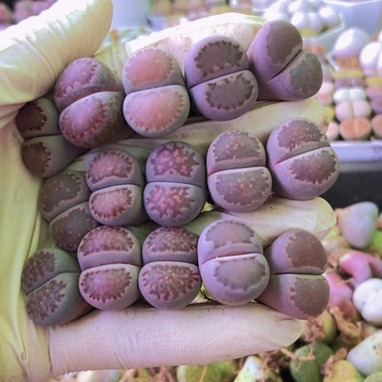 无花朵0469，1.8-2厘米rtq