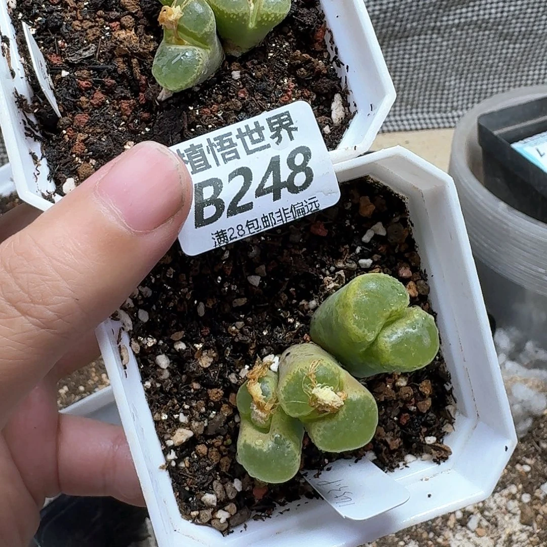 多肉植物的润泽fgh