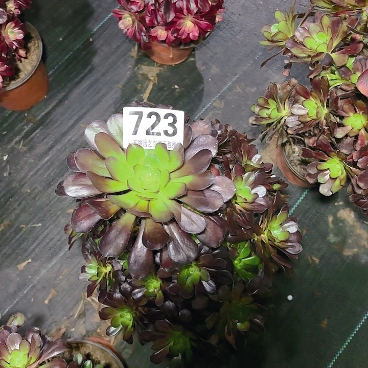 【闪购商品】捂****笑723中班花2-11