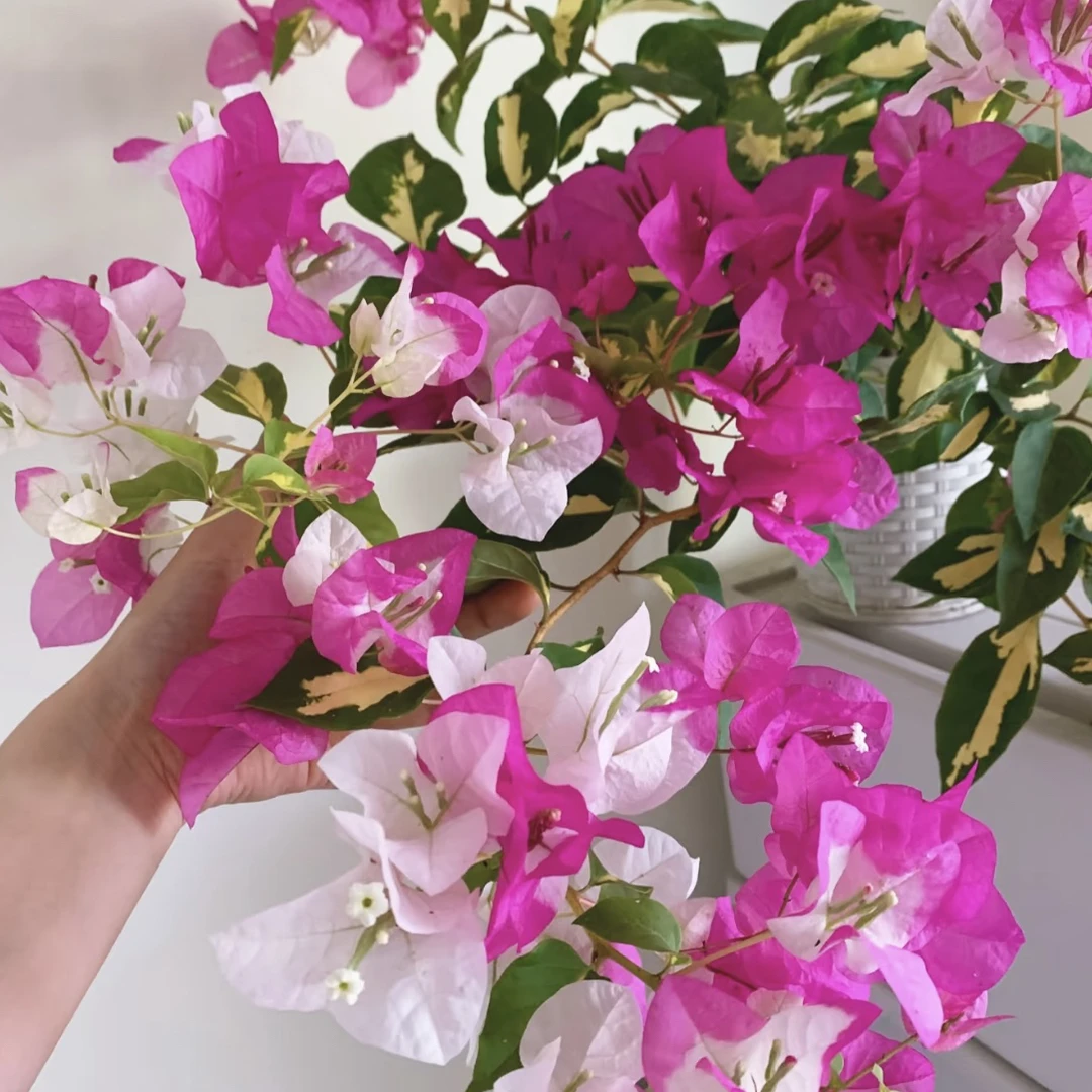 【金心双色】四季开花勤（落花落叶不售后一个月内换盆不售后）哇塞姐