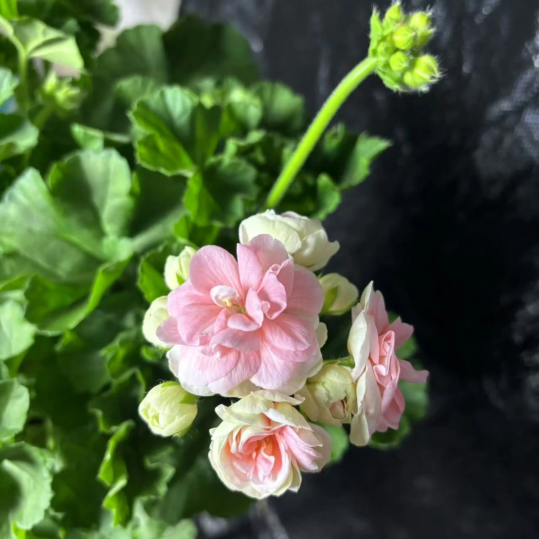 【花开啦】天竺葵 玫瑰小姐 超大花球！仙气飘飘室内阳台桌面花卉