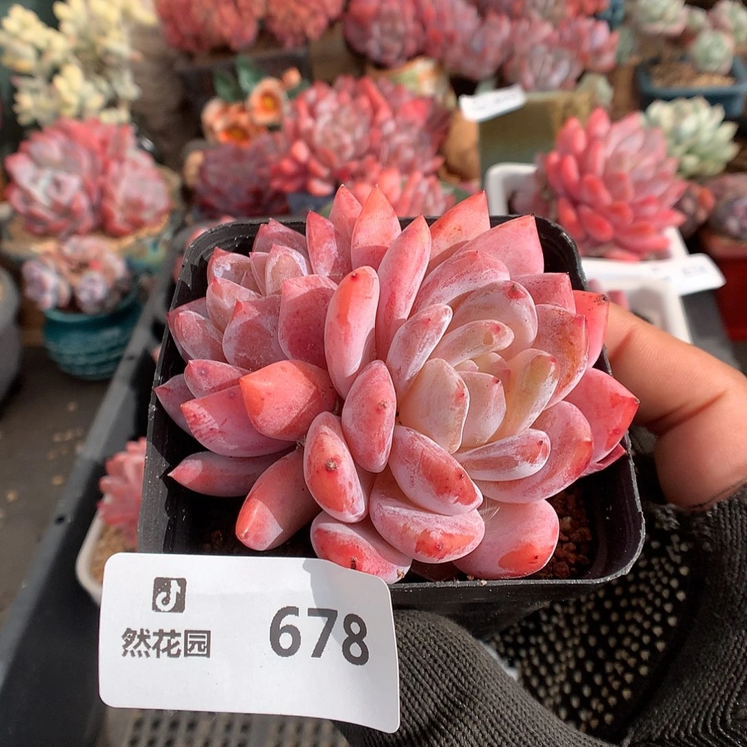 678日本雪天使多肉植物