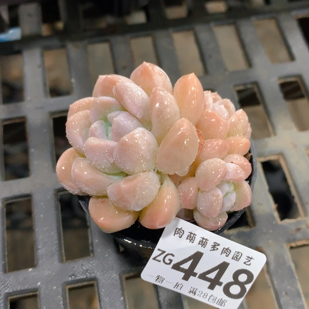 肉萌萌拇指盆精控多肉ZG448