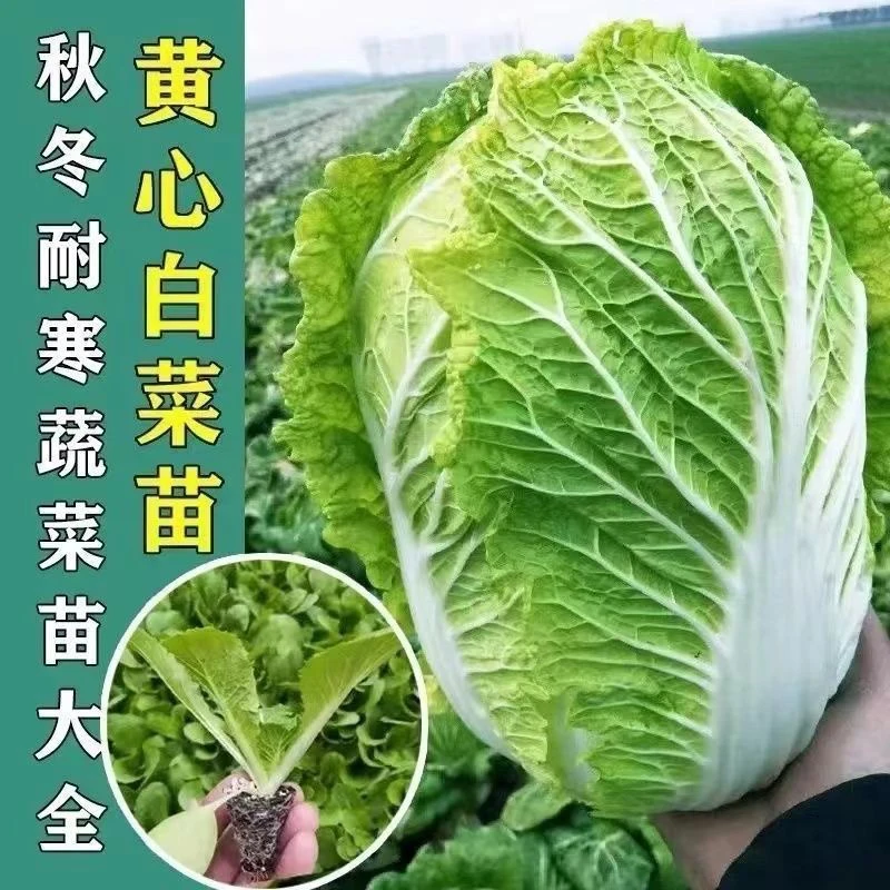 黄心大白菜苗娃娃白菜秧苗带土正宗包心白菜幼苗耐寒耐热早熟菜苗