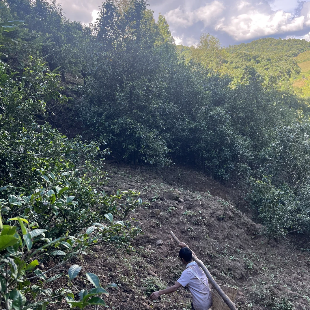 2025大忠山古树秋普洱生茶100克