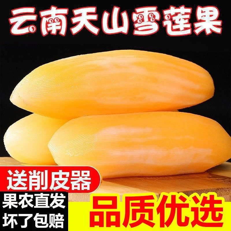 【现挖现发】云南雪莲果新鲜当季孕妇水果整箱大果雪连果白心黄心