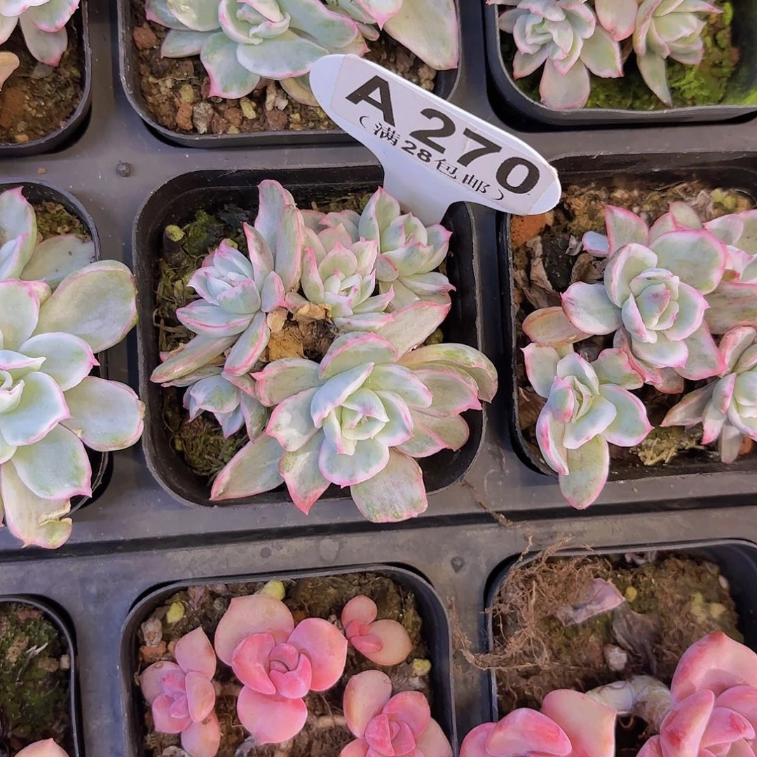 A270伯克利锦一物一拍