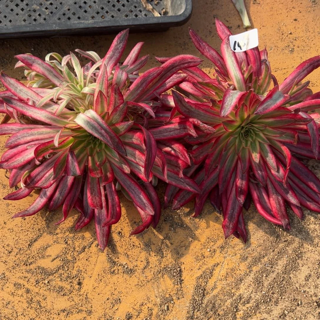 149朱雀捧花量多肉1颗