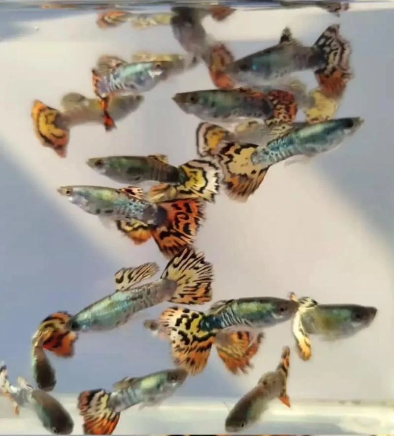 亮背花老虎孔雀鱼（种鱼）（含加热包）本店下单送惊喜鱼观赏鱼溪流