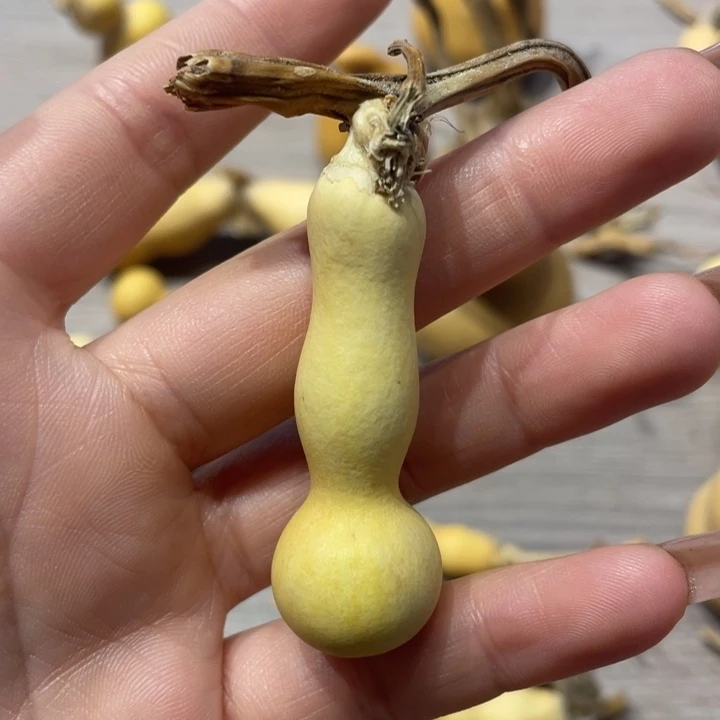 澄**道粗嘴葫芦粗嘴葫芦