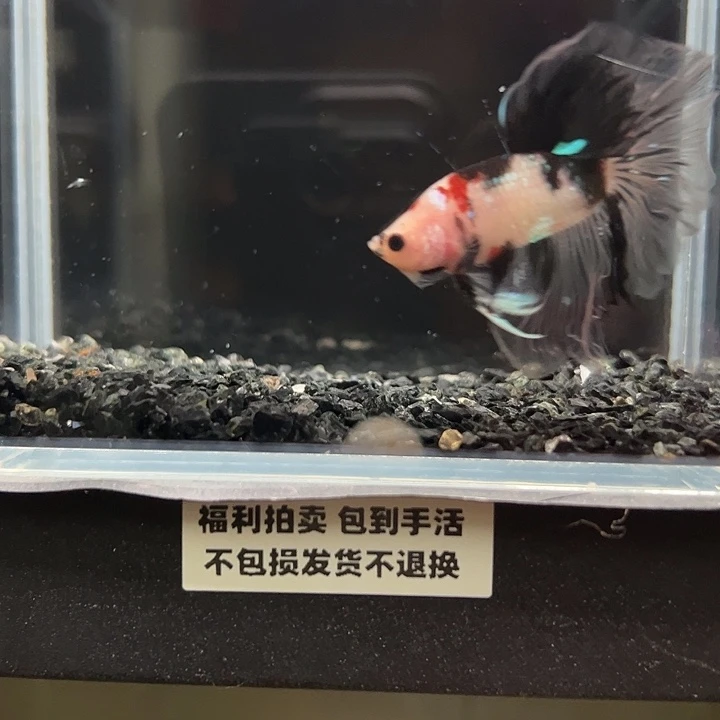 斗鱼跑单拉黑3日98