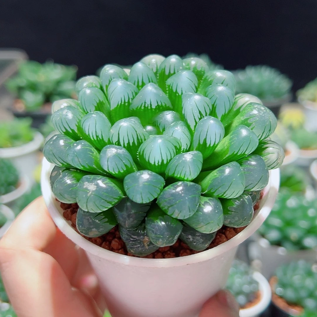 紫姬大冰灯多肉多肉多肉多肉