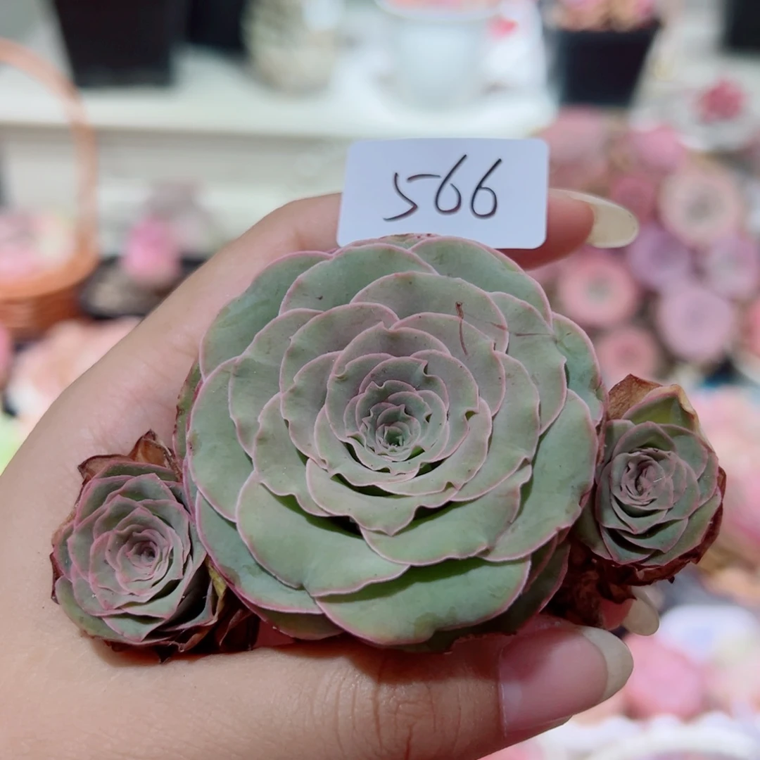 玩*566蜜雪三头。