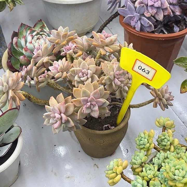 为***我完全开放淡雪多肉植物063