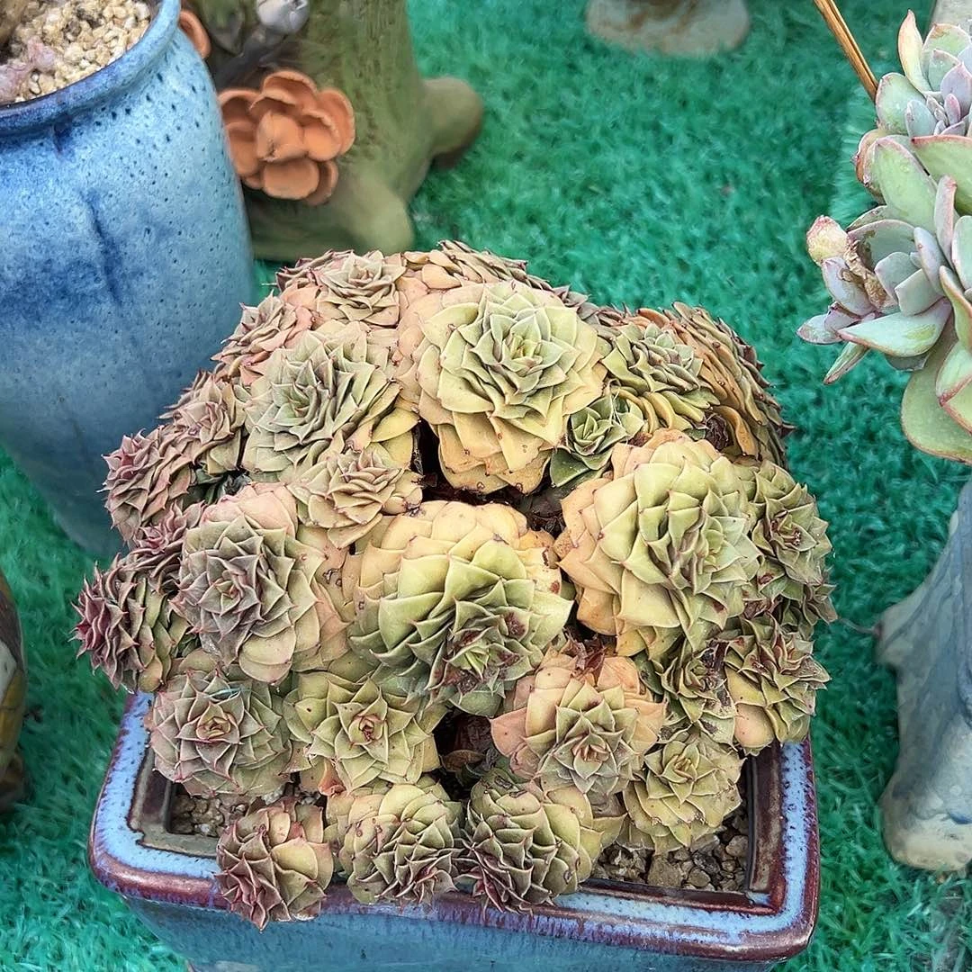 金琉璃，，，，，，，，，，，，，，，