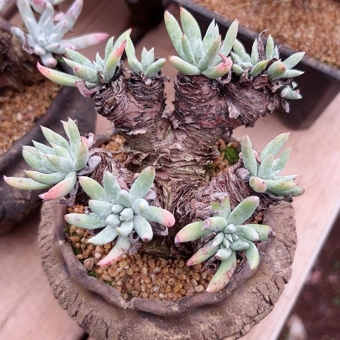 2574雪花仙女杯多肉