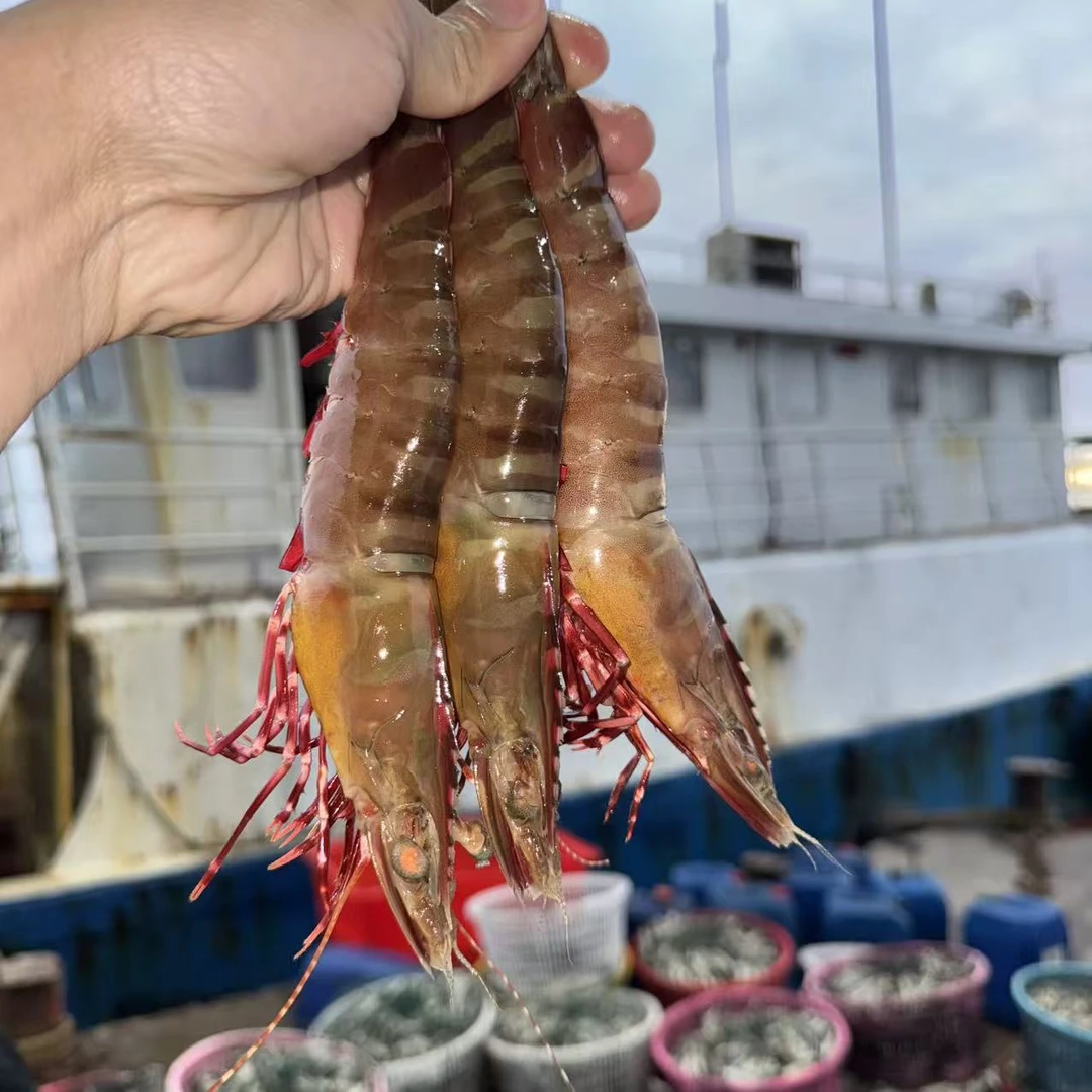 不急冻 汕尾本港渔船野生海捕（红爪虾 丰虾）压碎冰 不急冻