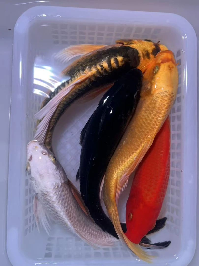 【五福临门】黑白红黄德各一条冷水鱼精品锦鲤好养耐活包邮