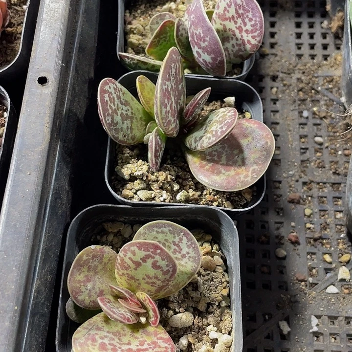 御所锦到盆土发货