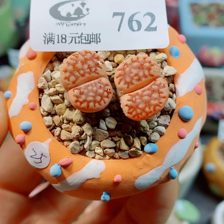 生石花花花花花花花762