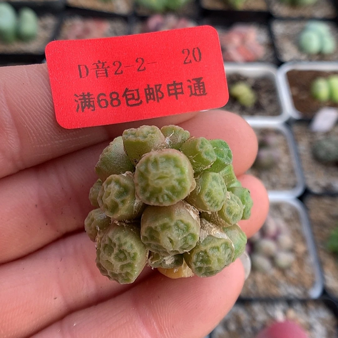 【闪购商品】2-2-20 烧麦一群 30浩