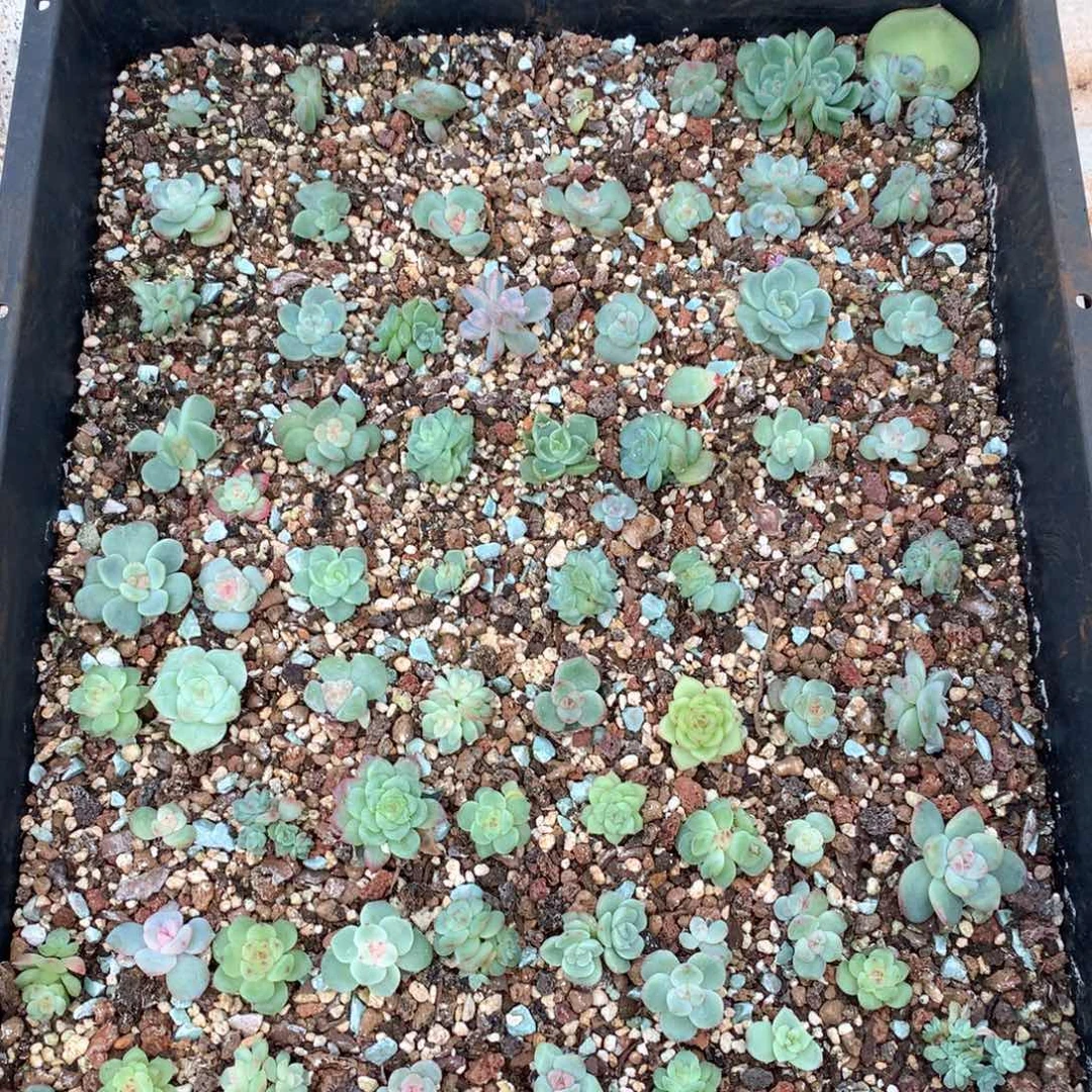 珍妮优选混。       17号