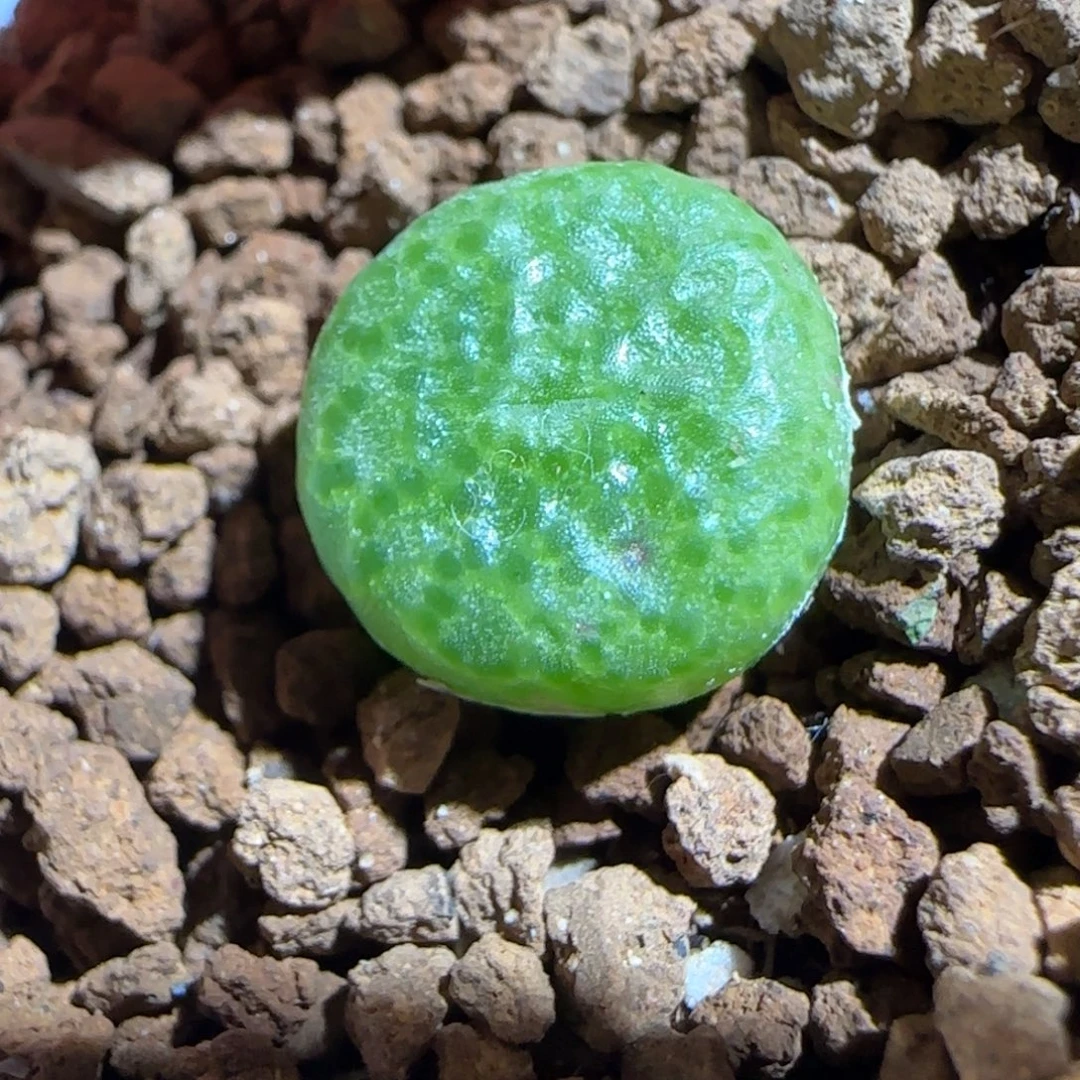 肉锥多肉植物组合-青团484