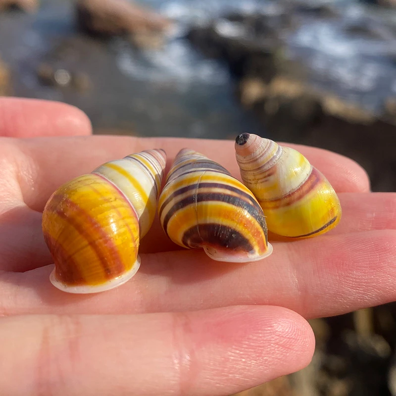 天然海螺贝壳收藏标本螺稀有海螺鱼缸水族造景装饰寄居蟹替换壳