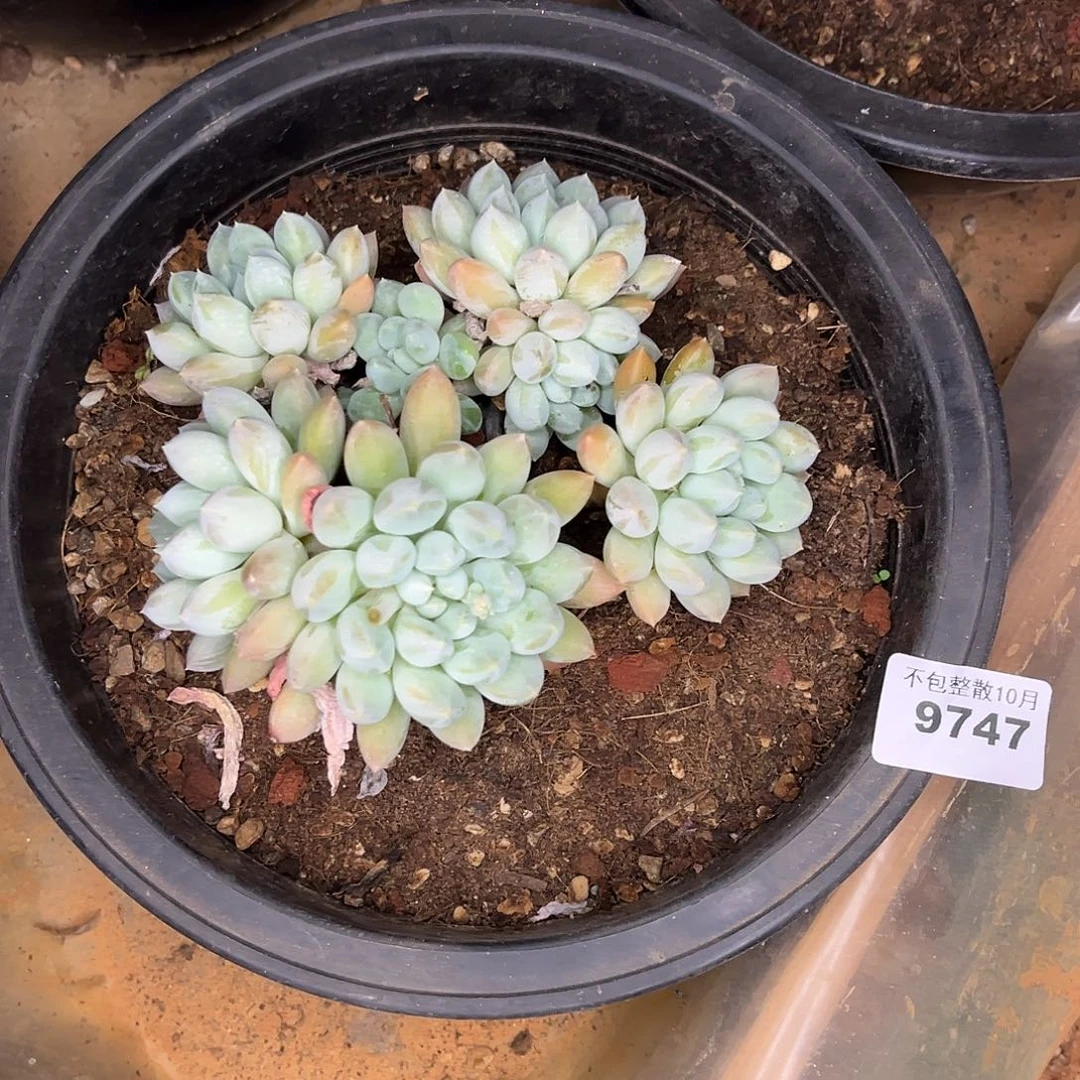 ღ***'阿雅园艺。       9747奶糖